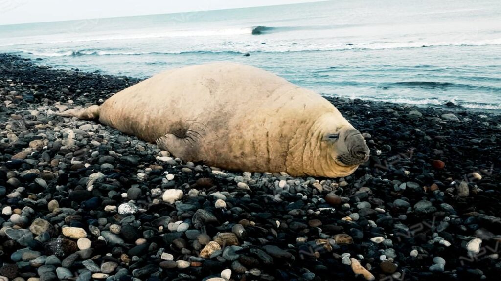 Elefante marino se relaja en las playas de Nayarit