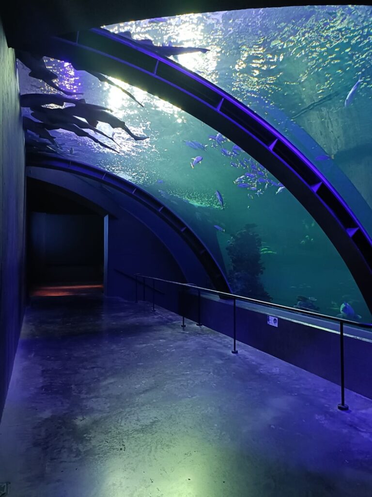 Explora el Gran Acuario de Mazatlán: una inmersión en el océano real