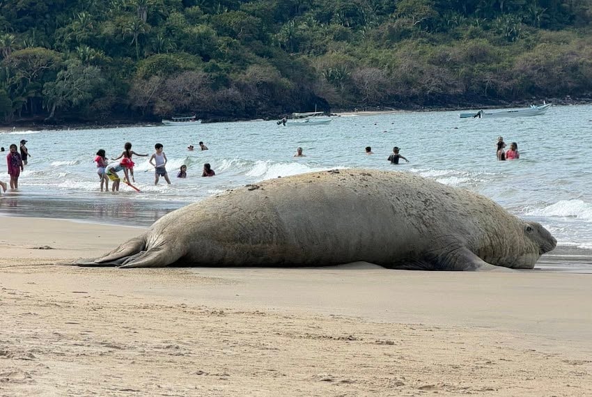 Panchito, la foca elefante errante, llega nuevamente a México, esta vez a Nayarit.