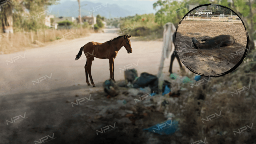 El Progreso: caballos abandonados mueren por la falta de atención de las autoridades