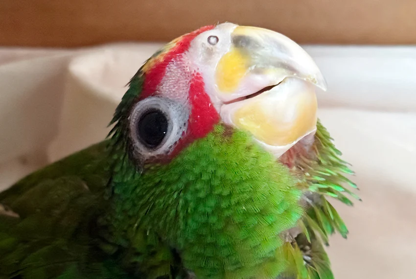 Las autoridades estadounidenses devuelven 11 loros mexicanos decomisados en la frontera