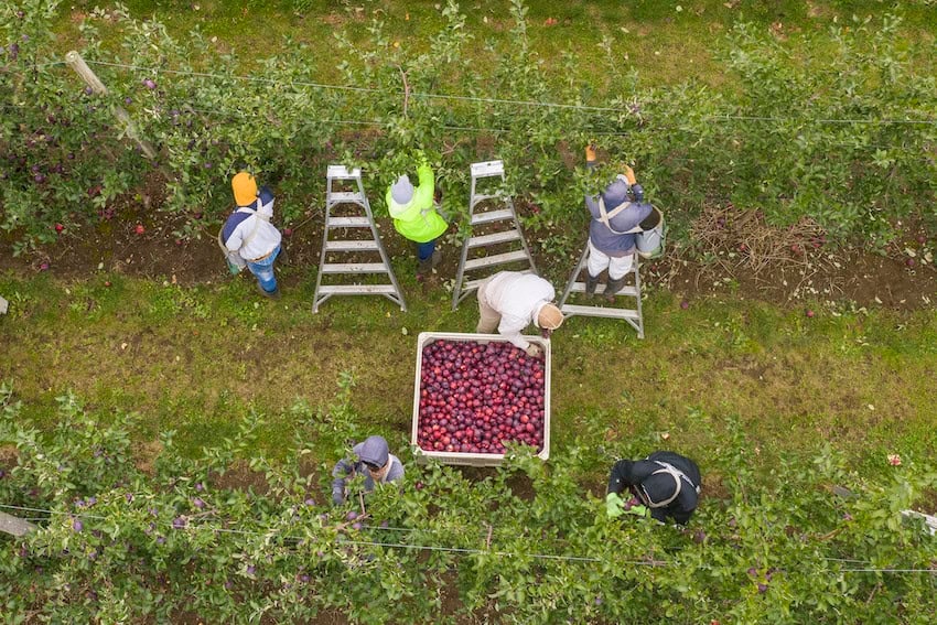 Opinión: ¿Puede México contribuir a la grandeza de América? La relación bilateral en la agricultura