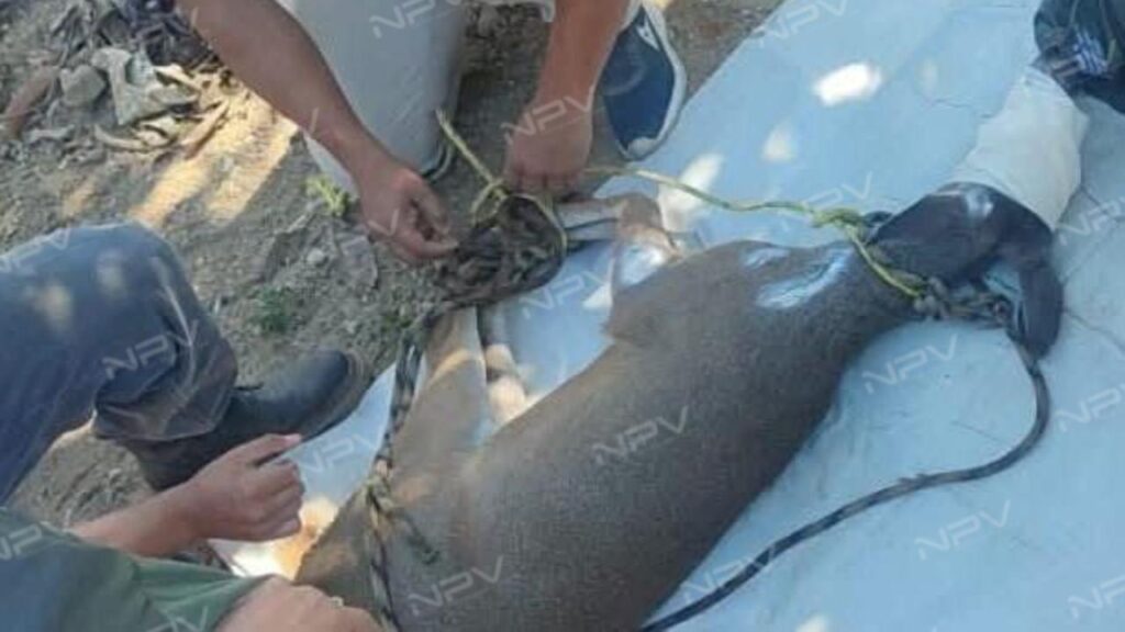 Perros atacan a una venada embarazada en Fortuna de Vallejo