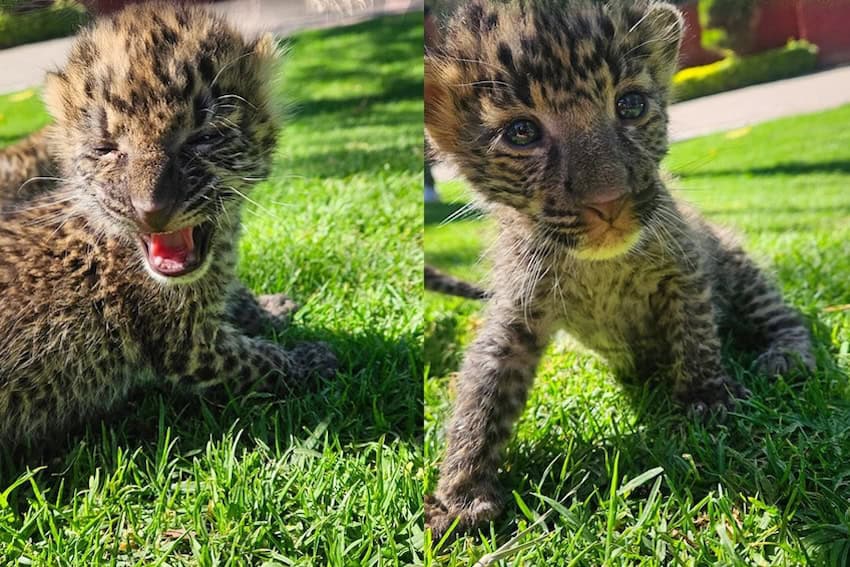 El zoológico de Irapuato recibe a una pareja de raros cachorros de leopardo africano.