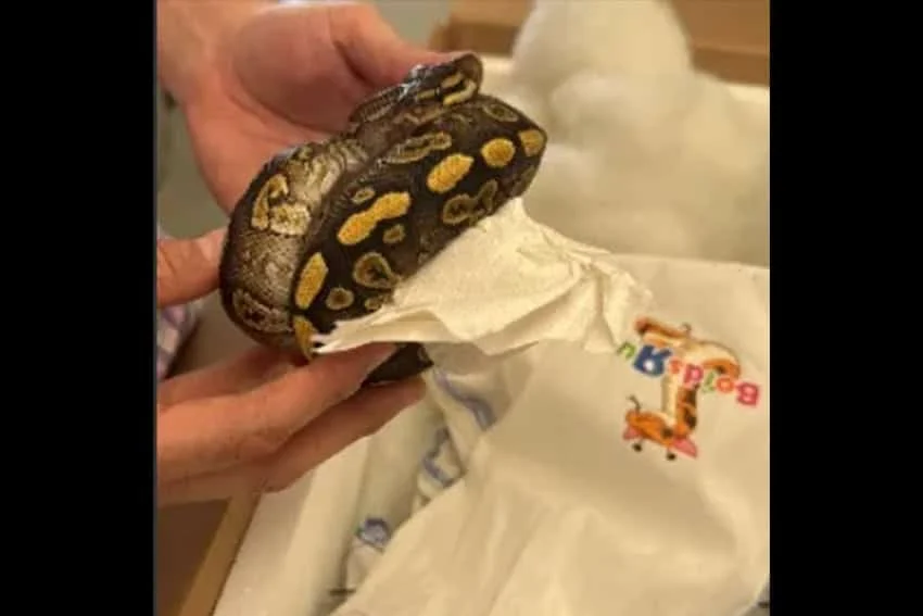 Oficiales fronterizos de EE. UU. incautan 39 pitones que intentaban ser contrabandeados a México en un tractor.