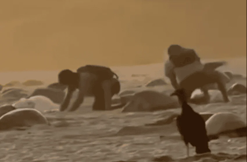 Cazan a ladrones de huevos de tortuga marina en video en un santuario de Oaxaca, lo que provoca una investigación federal