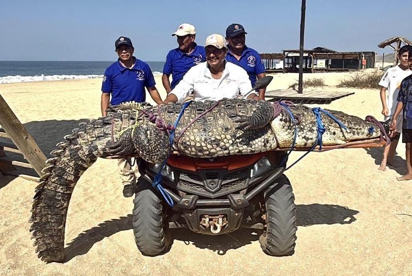 Un cocodrilo de 300 kg causa alarma entre los bañistas en la playa Bacocho de Puerto Escondido